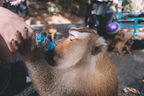 Portrait of monkey. Close-up monkey have a rest. Fooling around. Drinking a w Stock Photos