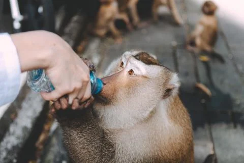 Portrait of monkey. Close-up monkey have a rest. Fooling around. Drinking a w Stock Photos