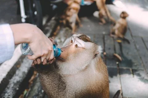 Portrait of monkey. Close-up monkey have a rest. Fooling around. Drinking a w 스톡 사진