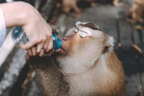 Portrait of monkey. Close-up monkey have a rest. Fooling around. Drinking a w Stock Photos