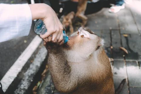 Portrait of monkey. Close-up monkey have a rest. Fooling around. Drinking a w 스톡 사진