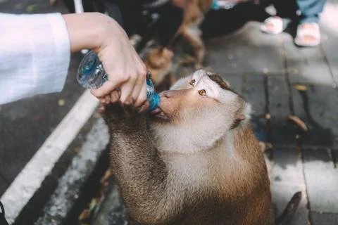 Portrait of monkey. Close-up monkey have a rest. Fooling around. Drinking a w Foto stock