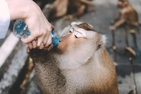 Portrait of monkey. Close-up monkey have a rest. Fooling around. Drinking a w 스톡 사진