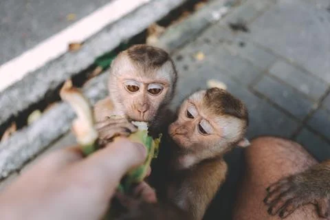 Portrait of monkey. Close-up monkey have a rest. Fooling around. Eating banan Stock Photos