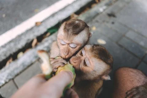 Portrait of monkey. Close-up monkey have a rest. Fooling around. Eating banan Stock Photos
