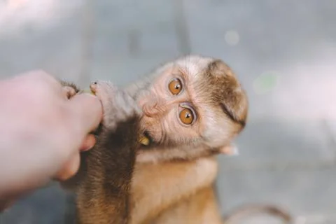 Portrait of monkey. Close-up monkey have a rest. Fooling around. Eating banan Stock Photos