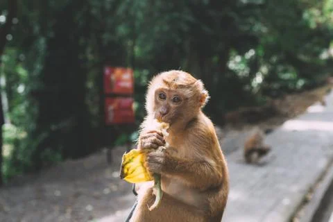 Portrait of monkey. Close-up monkey have a rest. Fooling around. Eating banan Stock Photos
