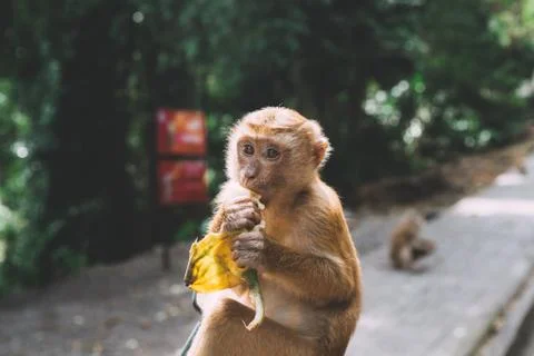 Portrait of monkey. Close-up monkey have a rest. Fooling around. Eating banan Foto stock