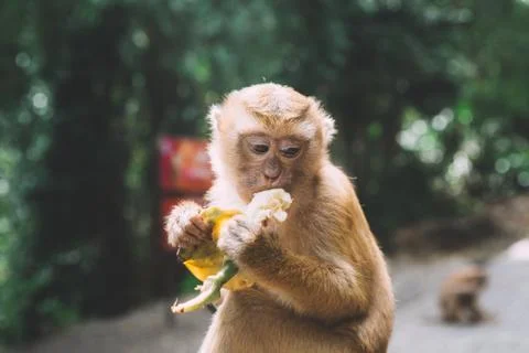 Portrait of monkey. Close-up monkey have a rest. Fooling around. Eating banan Stock Photos