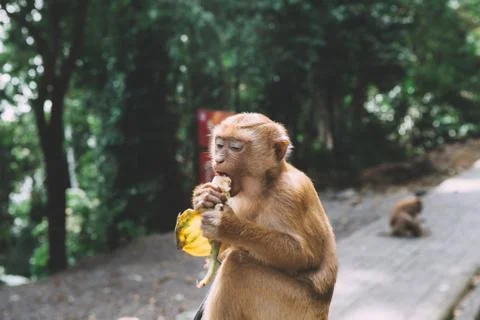 Portrait of monkey. Close-up monkey have a rest. Fooling around. Eating banan Stock Photos