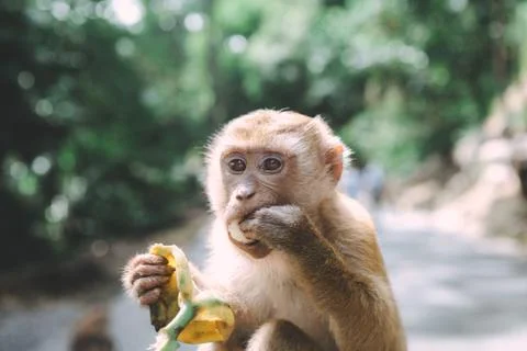 Portrait of monkey. Close-up monkey have a rest. Fooling around. Eating banan Stock Photos