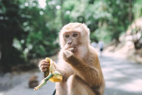 Portrait of monkey. Close-up monkey have a rest. Fooling around. Eating banan Stock Photos