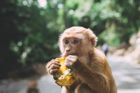 Portrait of monkey. Close-up monkey have a rest. Fooling around. Eating banan Foto stock