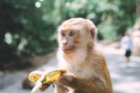 Portrait of monkey. Close-up monkey have a rest. Fooling around. Eating banan Stock Photos