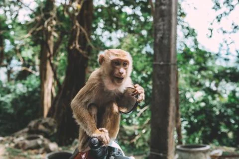 Portrait of monkey. Close-up monkey have a rest. Fooling around. Eating banan Foto stock