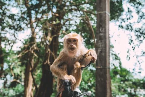 Portrait of monkey. Close-up monkey have a rest. Fooling around. Eating banan Stock Photos