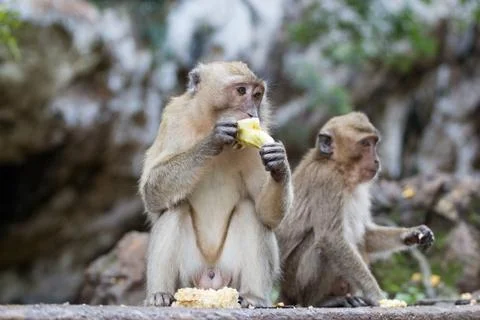 Portrait of monkey. Close-up monkey have a rest. Fooling around. Eating fruits. Foto stock