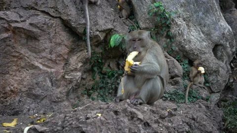 Portrait of a monkey close-up outdoors. Video stock 88353069