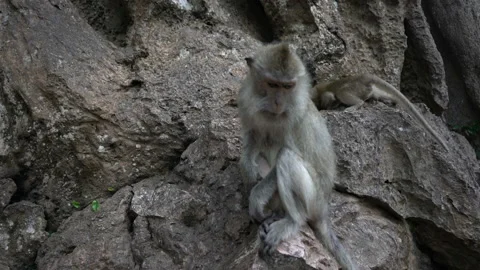 Portrait of a monkey close-up outdoors. Stock Footage 88353342
