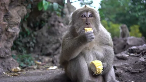 Portrait of a monkey close-up outdoors. Stock Footage 88602828
