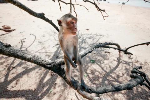 Portrait of a monkey close-up. Stock Photos