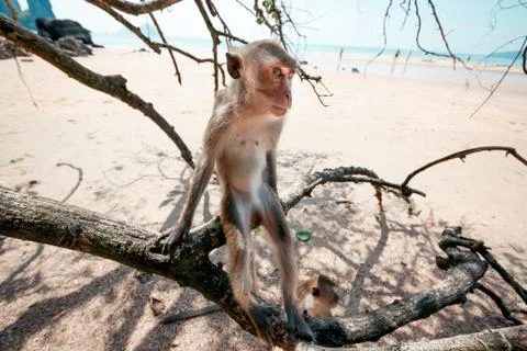 Portrait of a monkey close-up. Stock Photos