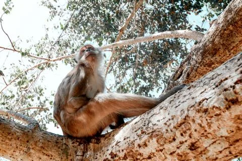 Portrait of a monkey close-up. Stock Photos