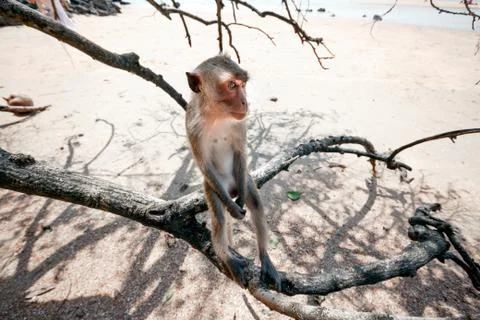 Portrait of a monkey close-up. Stock Photos