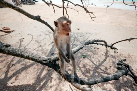 Portrait of a monkey close-up. Stock Photos