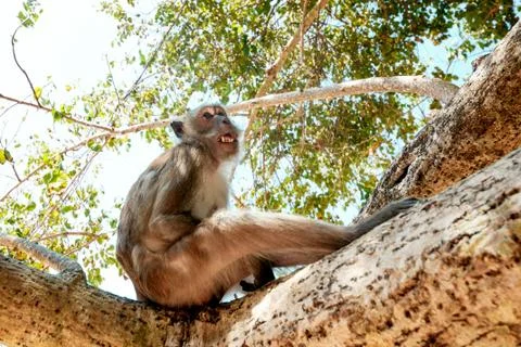 Portrait of a monkey close-up. Stock Photos