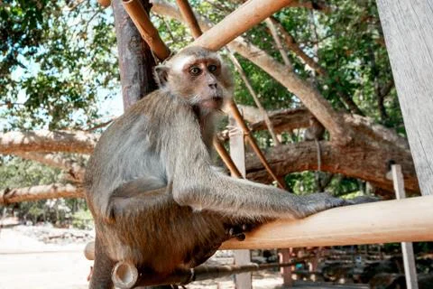 Portrait of a monkey close-up. Stock Photos