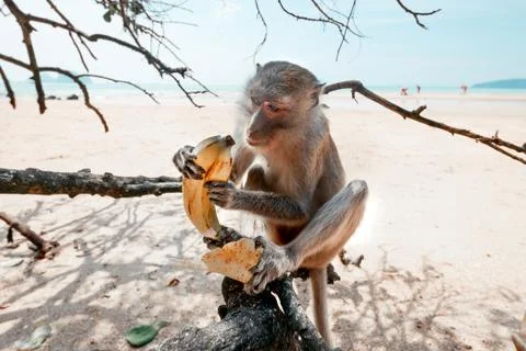 Portrait of a monkey close-up. Stock Photos