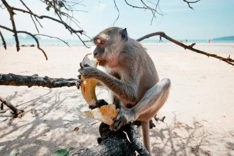 Portrait of a monkey close-up. Stock Photos
