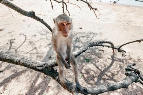 Portrait of a monkey close-up. Stock Photos