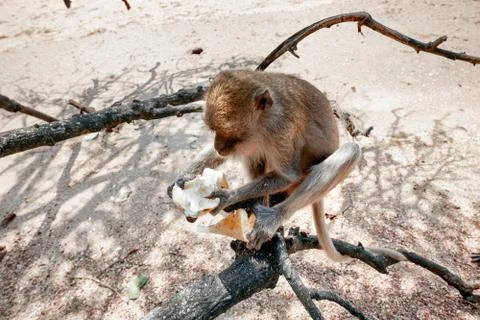 Portrait of a monkey close-up. Stock Photos