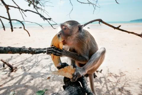 Portrait of a monkey close-up. Stock Photos