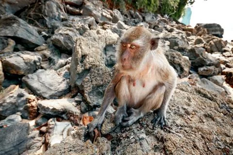 Portrait of a monkey close-up. Foto stock