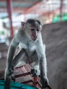 Portrait of a Monkey with Curious Expression and Detailed Features Stock Photos