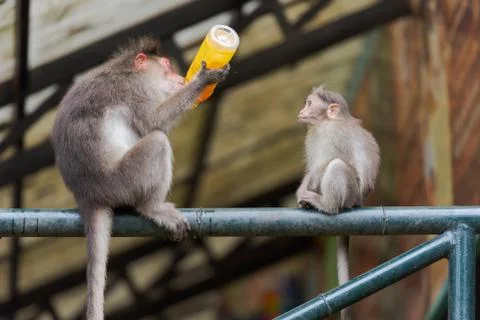 Portrait of a monkey drinking from a plastic bottle while another monkey is w Stock-Fotos