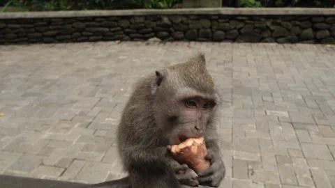 Portrait of the monkey eating the batata in Ubud forest. Stock Footage 104132021