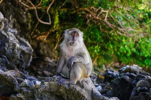 Portrait of a monkey with expressive eyes. Tropics, Thailand. Stock-Fotos