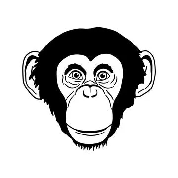 Portrait of monkey isolated on white. Vector Head of Chimpanzees in line art Illustrazione stock