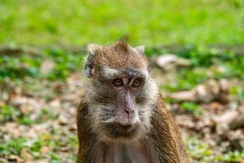 Portrait of a monkey in its natural environment Stock Photos