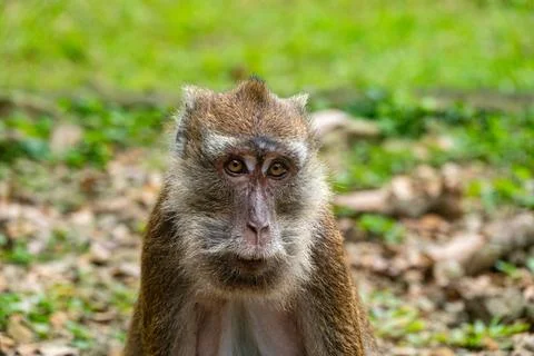 Portrait of a monkey in its natural environment Stock Photos