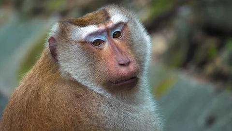 Portrait of a monkey, large face. monkey sitting and looking at the camera Stock Footage 92115031