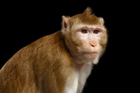 Portrait monkey, Long-tailed macaque, Crab-eating Stock Photos