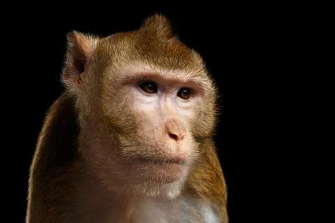 Portrait monkey, Long-tailed macaque, Crab-eating Stock Photos