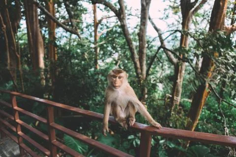 Portrait of monkey. Looking in the camera. Thailand, summer time. Foto stock