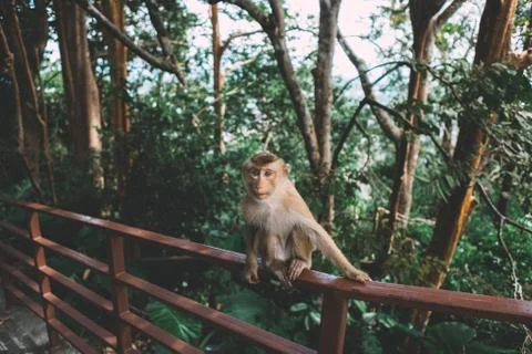 Portrait of monkey. Looking in the camera. Thailand, summer time. Stock Photos