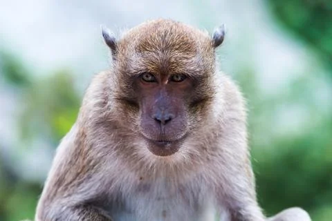 Portrait of monkey - macaca fascicularis Stock Photos